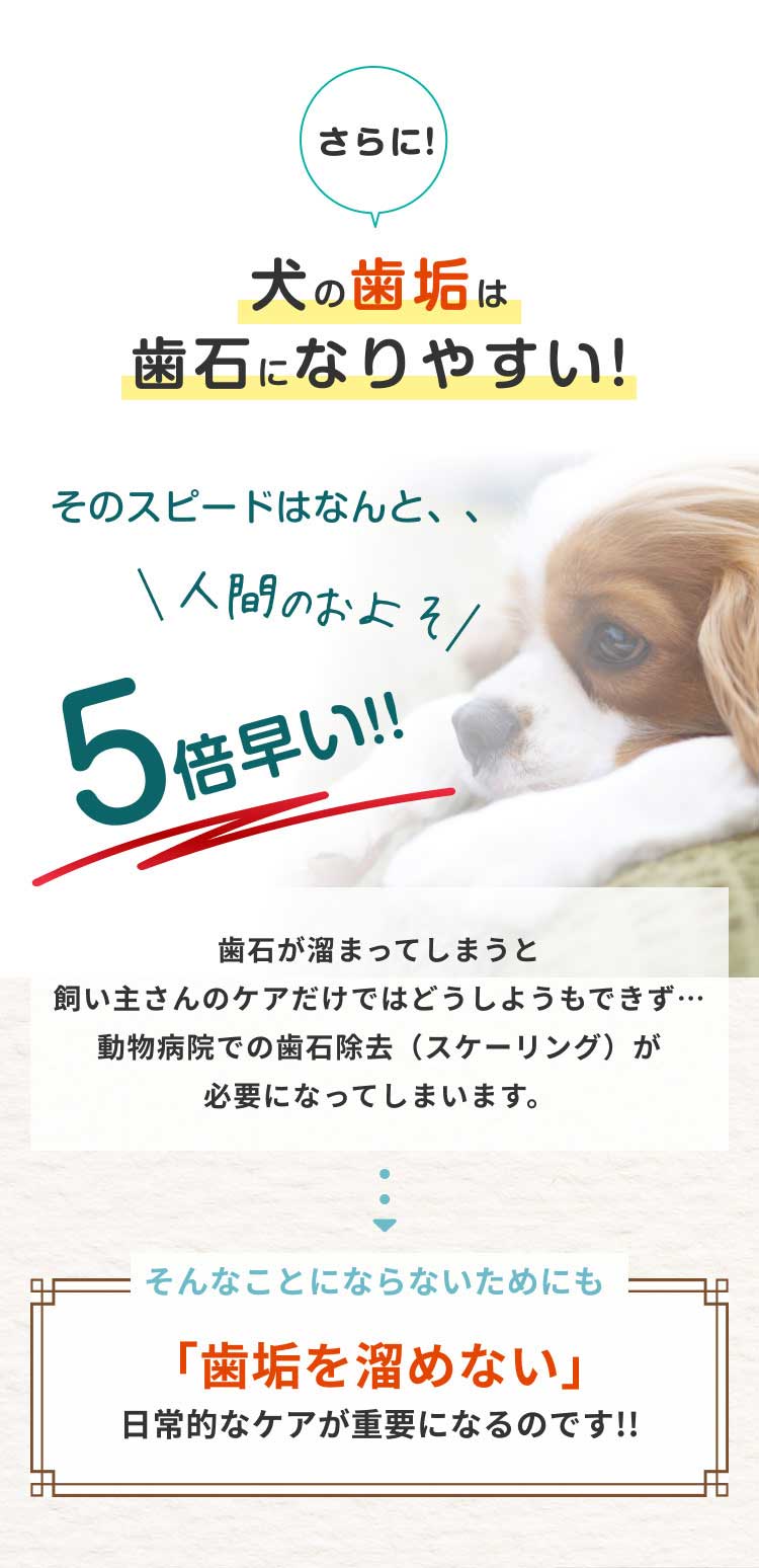 豪華な ドクターワンデル sushitai.com.mx